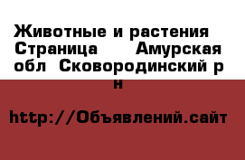  Животные и растения - Страница 28 . Амурская обл.,Сковородинский р-н